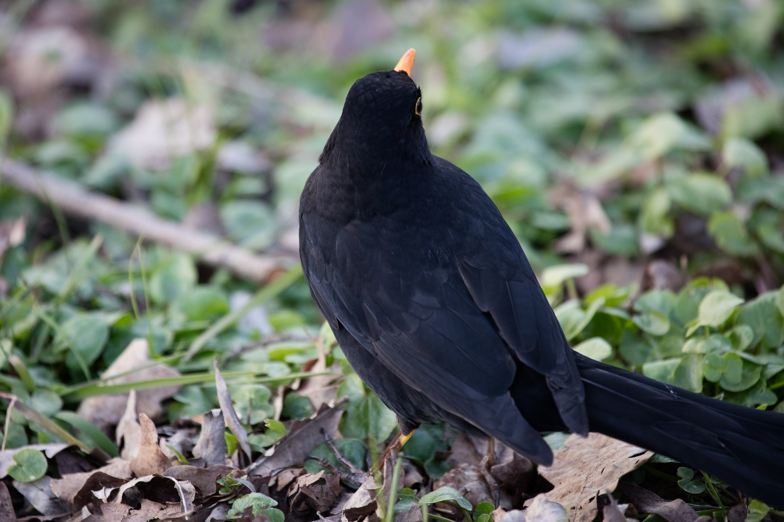 20160319173345 DP017806